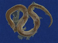 藏品(鉛色水蛇)的圖片